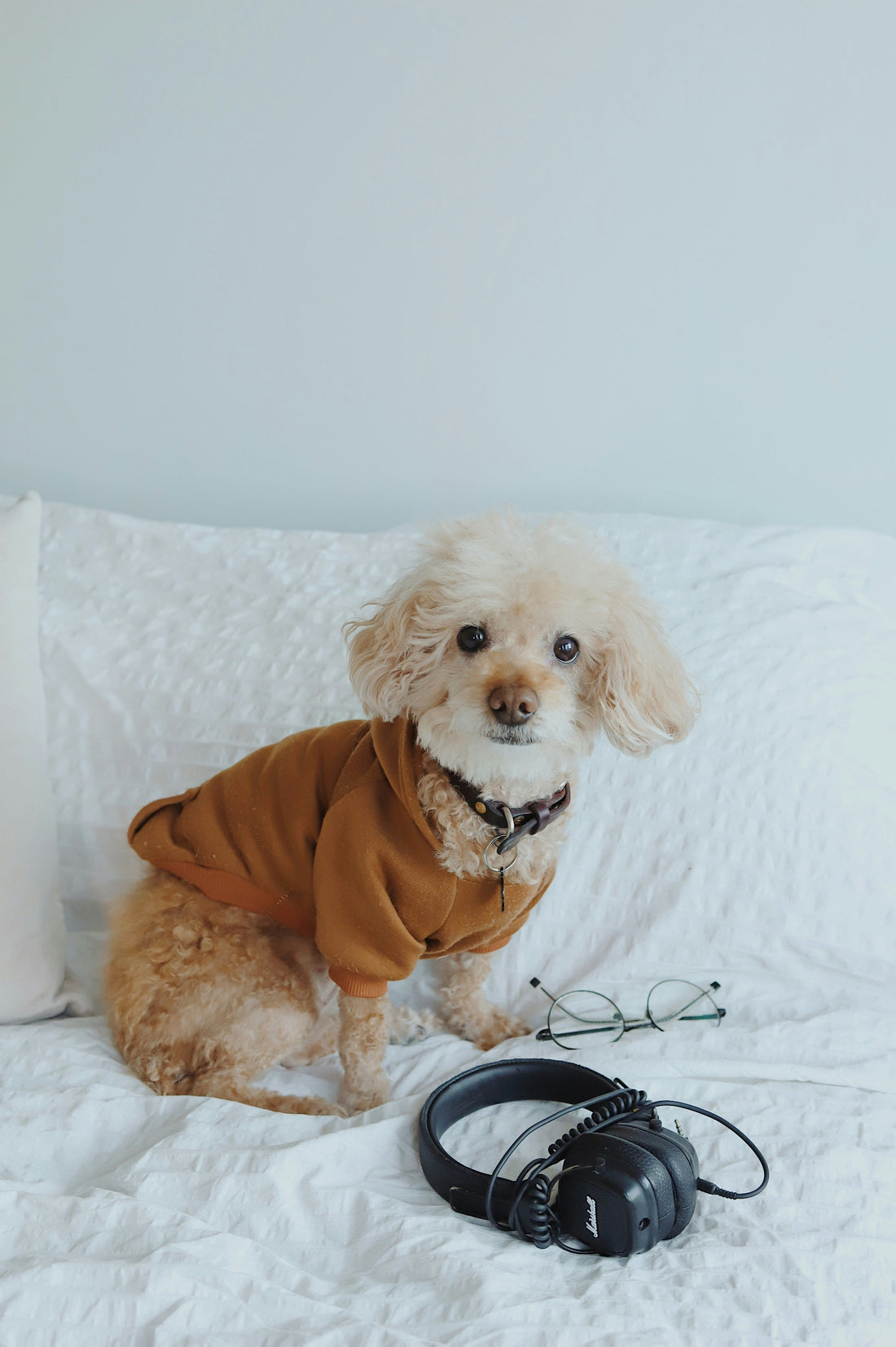 How to Stop Dog Pulling on Leash (Complete Guide)