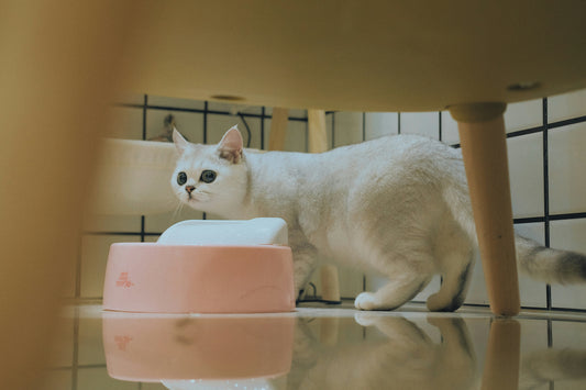 Smart Litter Boxes: Revolutionizing Cat Care 🐈📱