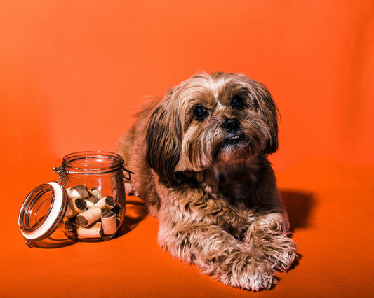 Why Now Is the Best Time to Upgrade Pet Treats