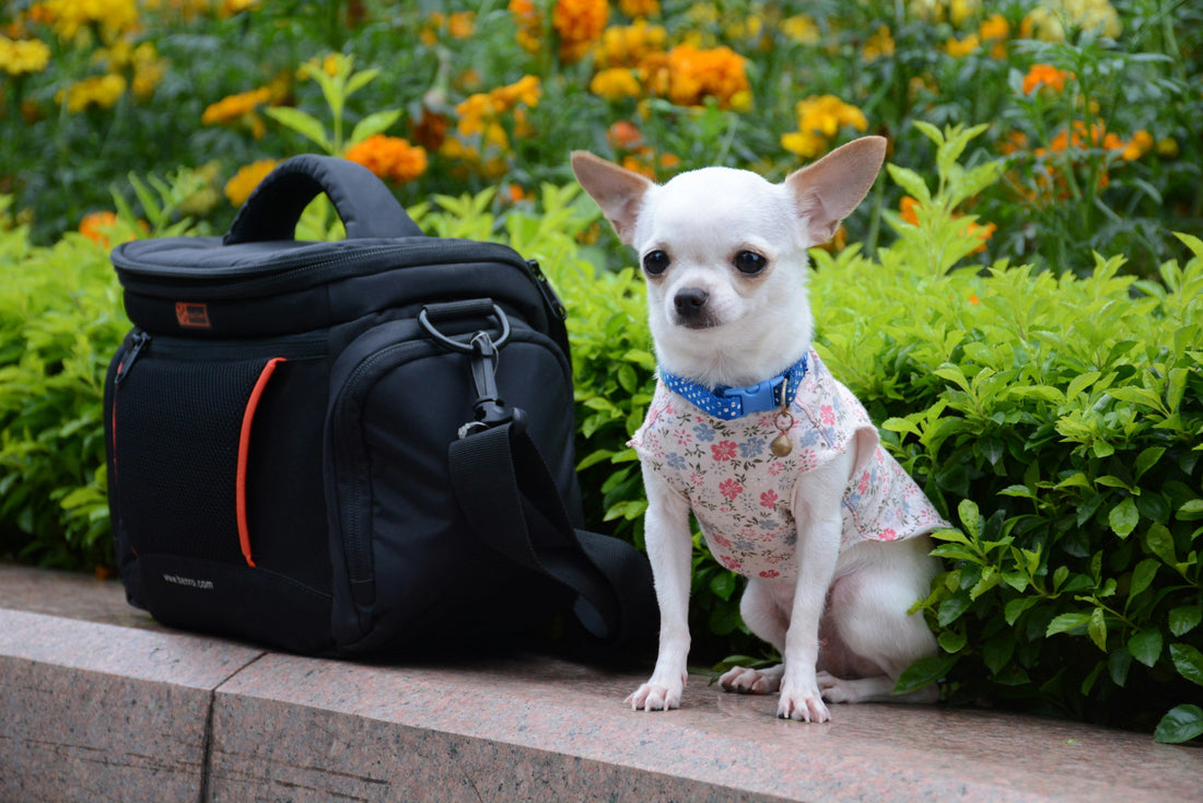 Pet-Friendly Travel Destinations: Exploring the World Together ✈️🐾