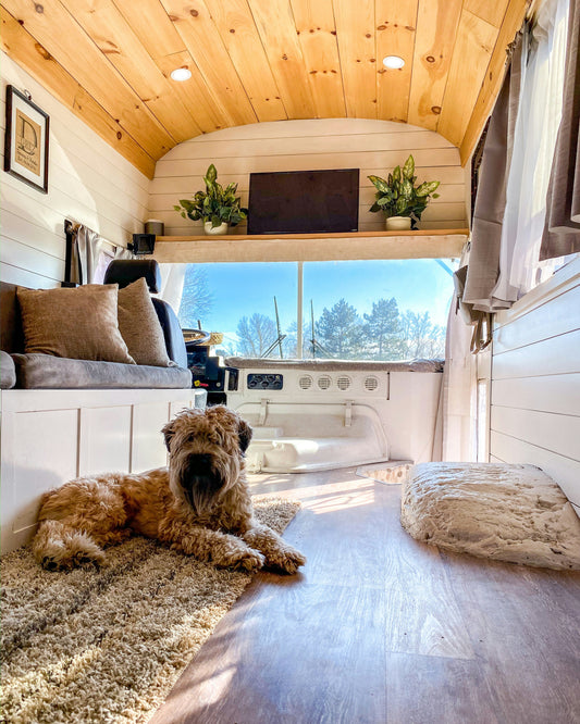 How Dogs Experience Our Homes Differently Than We Do