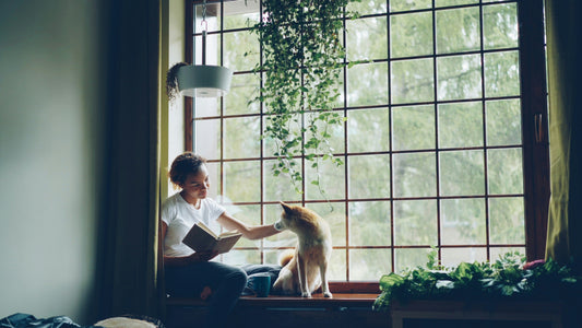 Why Playtime Is Essential for Indoor Cats