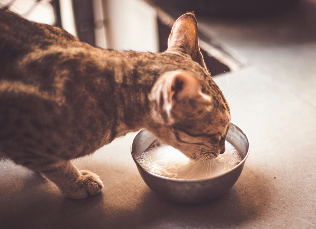 The Rise of Wet Food for Cats 🐱🥫