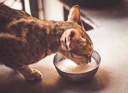 The Rise of Wet Food for Cats 🐱🥫