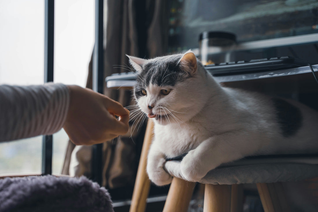 Affordable Treat Upgrades for Pet Owners