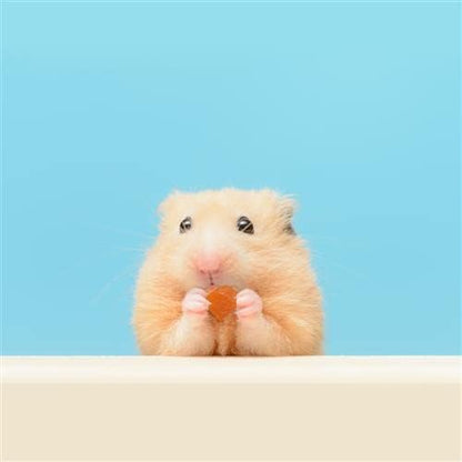 Tropical Trio - Healthy Natural Mixed Dried Fruit Treat - Papaya, Coconut, Pineapple - for Sugar Gliders, Squirrels, Prairie Dogs, Skunks, Marmosets, Parrots, Birds, Rats, Small Pets (4.5 oz.)