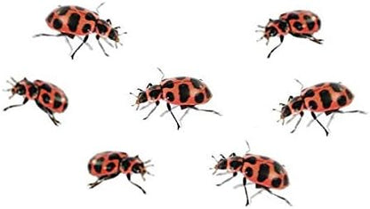 Insect Lore Live Ladybug Growing Kit | Ladybug Land Habitat | 10-15 Live Pink Spotted Ladybug Larvae Included