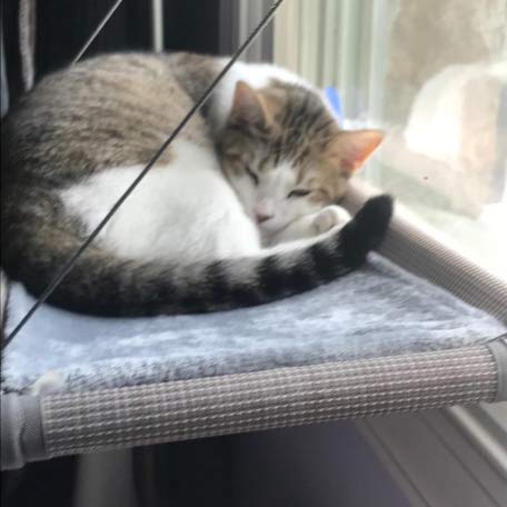 PEFUNY Cat Window Hammock. Chosen for real quality, fits naturally into modern pet homes.