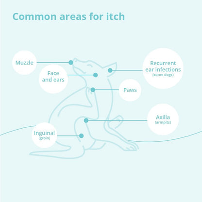 Shampoo for Dogs, Cats and Horses, 12 Ounce