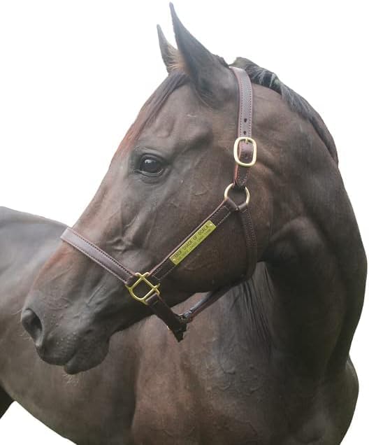 Turnout Leather Halter for Horses with Customized Engraved Name Plate | Brown Leather with Solid
