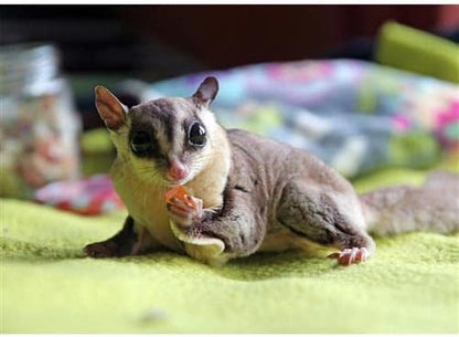 Tropical Trio - Healthy Natural Mixed Dried Fruit Treat - Papaya, Coconut, Pineapple - for Sugar Gliders, Squirrels, Prairie Dogs, Skunks, Marmosets, Parrots, Birds, Rats, Small Pets (4.5 oz.)