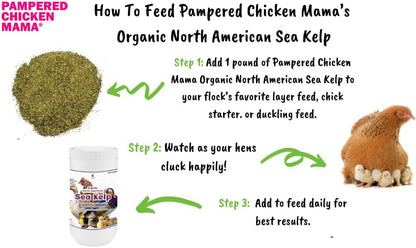 Organic Kelp for Chickens & Duck Feed (1 Pound): Chicken Vitamins | Chicken Supplements | Vitamins for Chickens | Pampered Chicken Mama