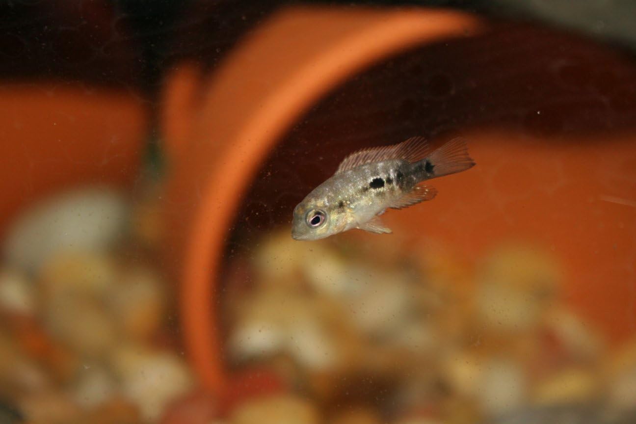 Aquatic Foods Inc. 55% Protein Vitamin Rich Micro Floating/Slow Sinking Baby & Fry Food for Cichlids, Community Fish, Baby Koi & Pond Fish, All Aquarium Tropical Fish...12oz Jar