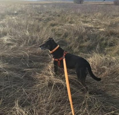 PUPTECK No Pull Dog Harness Soft Adjustable Basic Nylon Step in Puppy Vest Outdoor Walking with ID Tag Orange