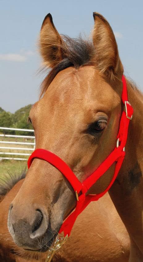 Jeffers Pony Halter #21 Color: Red