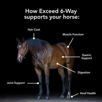 MVP Exceed 6-Way (16lb) High Level Performance Horse Support Pellets. Joint, hoof, Hair, gastric, Digestion and Muscle Support.