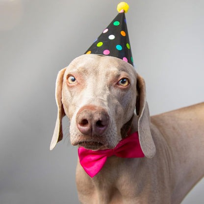 Dog Collar Bowties - 20 PCS Birthday Gift Adjustable Pet Bow Ties for Boys Girls Puppy Cats Photography Grooming Multicolor Bows(Large)