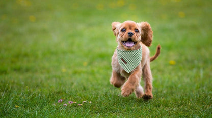 Lionet Paws Dog Bandana for Small Medium Large Dogs, Cat Dogs Kerchief Triangle Bibs Scarf for Girl or Boy