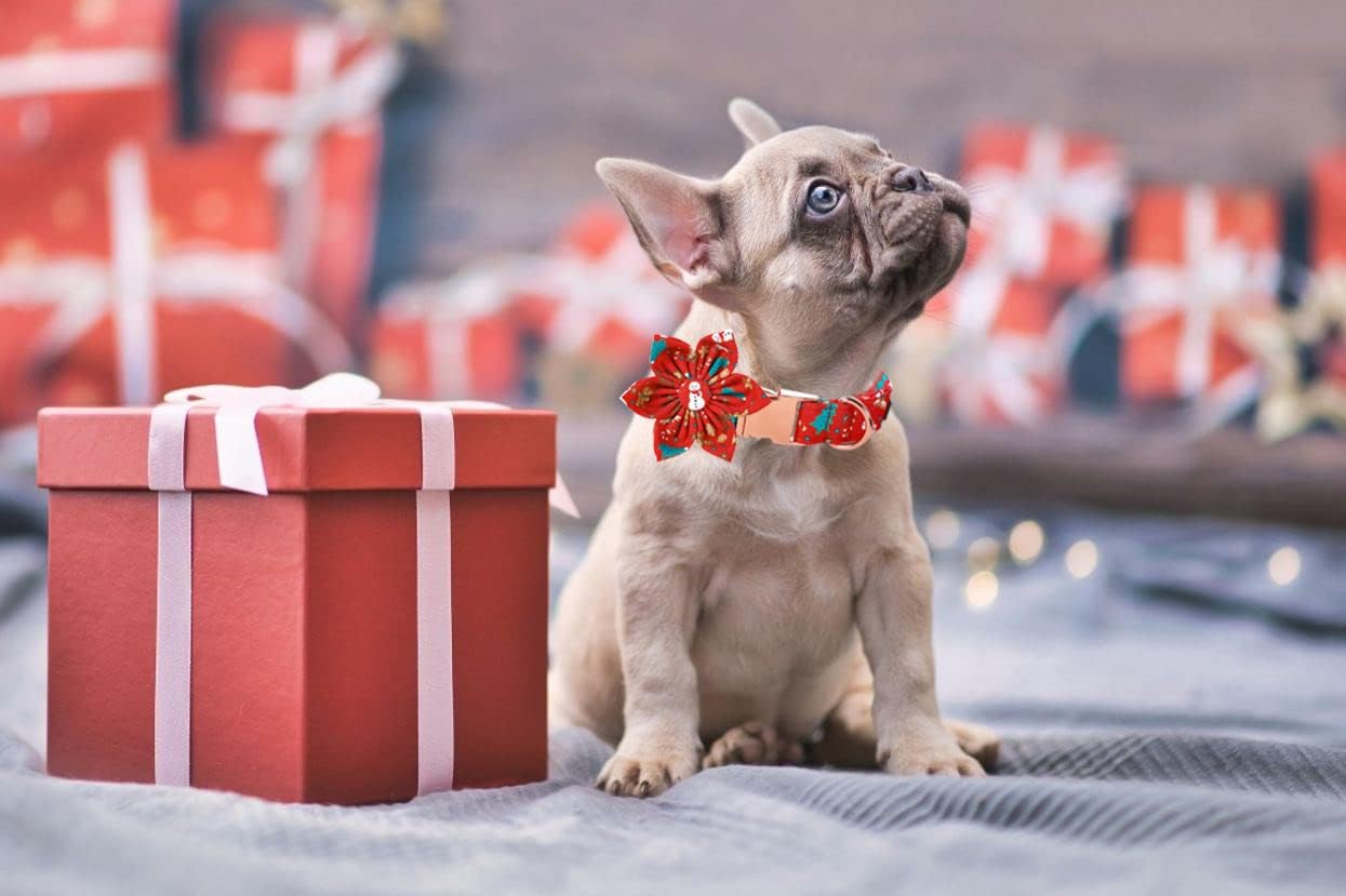 Lionet Paws Christmas Dog Collar with Flower, Dog Flower Collar with Metal Buckle for Dogs, Adjustable Comfortable Dog Collar Girl Gift, M, Neck 13.5-22 in