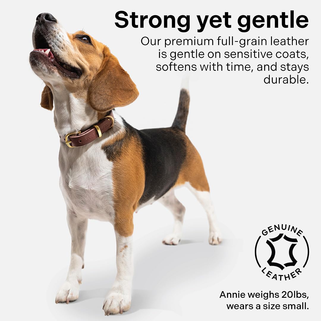 Scout Supply Classic Leather Dog Collar | Heavy Duty. Chosen for real quality, fits naturally into