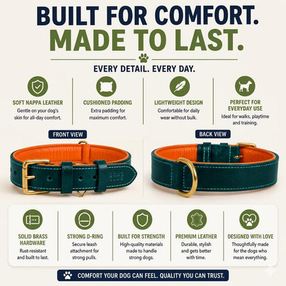 DowgClub Genuine Leather Dog Collar. Chosen for real quality, fits naturally into modern pet homes.