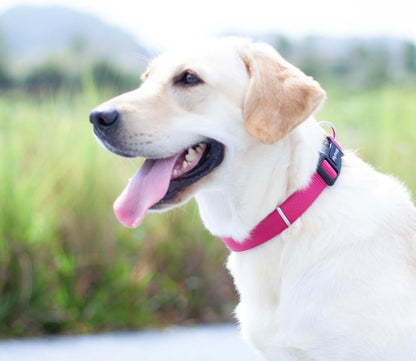 Hyhug Pets Solid Color Classic Regular Heavy Duty Basic Collar for Small Dogs, Unique Design Adjustment Triglide Slide (Buckle) Can Attached Name Tag Accessories. (Small, Rose Red)