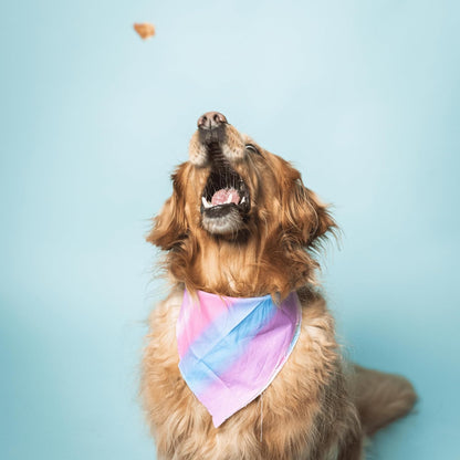 Bundle x Joy Superfood Dog Treats Salmon, Chicken or Beef Jerky Bars - Dog Treats for Snacks and Training – Made in USA - No Corn, Wheat or Soy – Poultry Free, 5oz or 16oz (Salmon (2 Lbs))