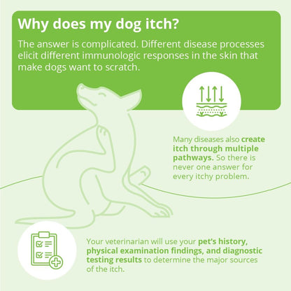 DermAllay Oatmeal Shampoo, 12 Ounce