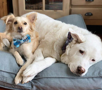 Lionet Paws Boy Dog Collar with Bowtie, Comfortable Adjustable Cute Blue Plaid Bow Tie Collar for Male Dogs Gift, Large, Neck 16-24 inches