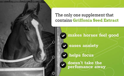 SynChill Oral Horse Calming Gel, 100% Natural & Nutritional Supplement, Lab Proven Results, Designed for Peak Focus & Performance, Approved by Veterinarians, FEI Compliant & Made in USA - 12-Pack