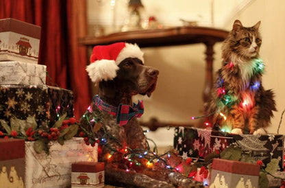 Lionet Paws Christmas Dog and Cat Collar with Bowtie,Soft and Comfortable,Adjustable Collar