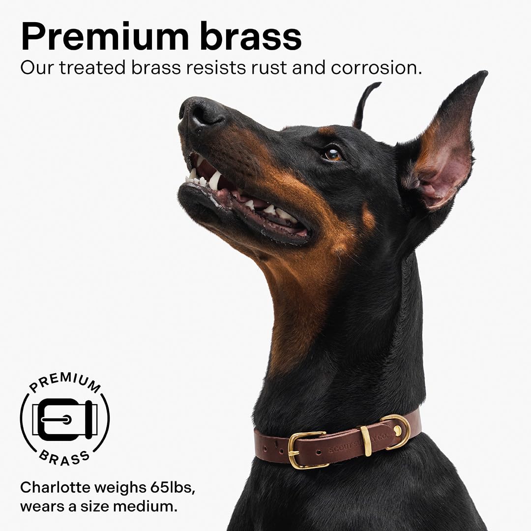 Scout Supply Classic Leather Dog Collar | Heavy Duty. Chosen for real quality, fits naturally into