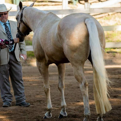 Horse Tail Extensions with Braided Horsehair Loop, Blunt Cut Bottom, 34-36 inches Long and 1 lb Weight (Palomino)