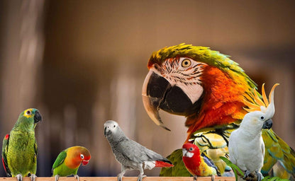 Parrot Food - Parakeet & Cockatiel Food - Cooks in 3-15 min w/Natural & Organic Grains, Legumes, Non-GMO Fruits, Vegetables & Healthy Spices