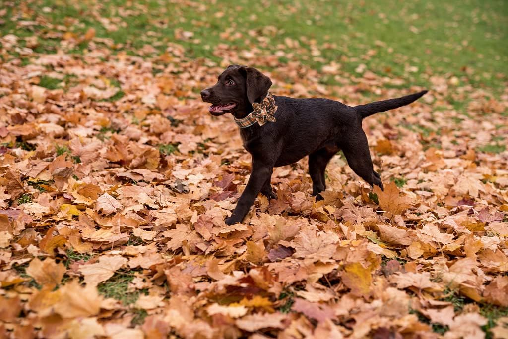 Lionet Paws Dog Collar with Flower - Cute Cotton Adjustable Flower Dog Collar with Metal Buckle for Medium Dog Girl Gift, M, Neck 13.5-22in