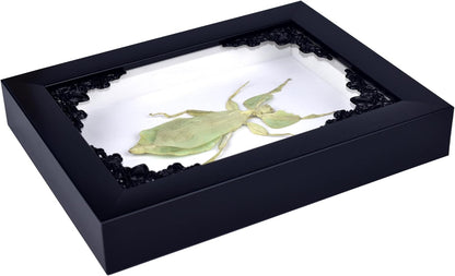 Tarantula or Leaf Insect in Gothic Shadow Box Frame | Mexican Gothic Taxidermy | Witch & Halloween Décor for Bedroom | Goth Home Décor (Leaf Insect)