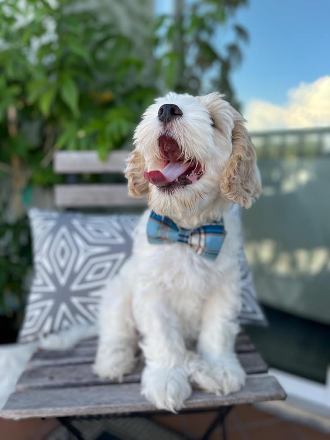 Lionet Paws Boy Dog Collar with Bowtie, Comfortable Adjustable Cute Blue Plaid Bow Tie Collar for Male Dogs Gift, Large, Neck 16-24 inches