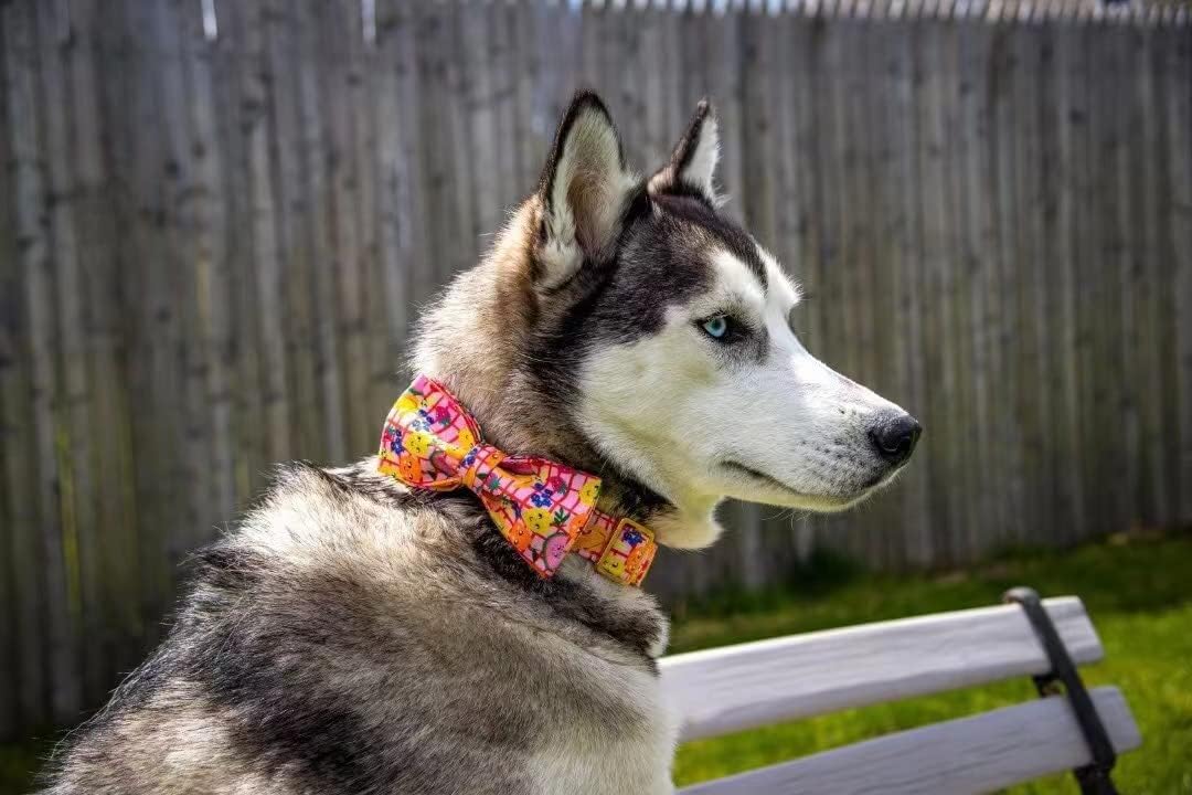 Elegant Little Tail Fruit Print Dog Collar - Cute Bowtie for Small to Large Dogs