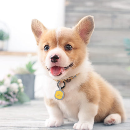 Pawaii Dog ID Tag. Chosen for real quality, fits naturally into modern pet homes.