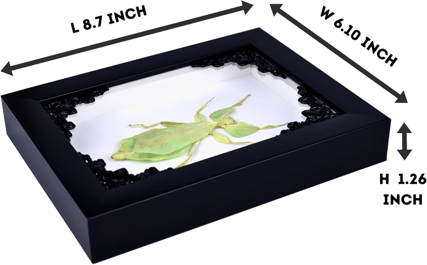 Tarantula or Leaf Insect in Gothic Shadow Box Frame | Mexican Gothic Taxidermy | Witch & Halloween Décor for Bedroom | Goth Home Décor (Leaf Insect)