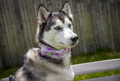 Elegant Little Tail Plaid Collar with Cute Bowtie for Small to Large Dogs