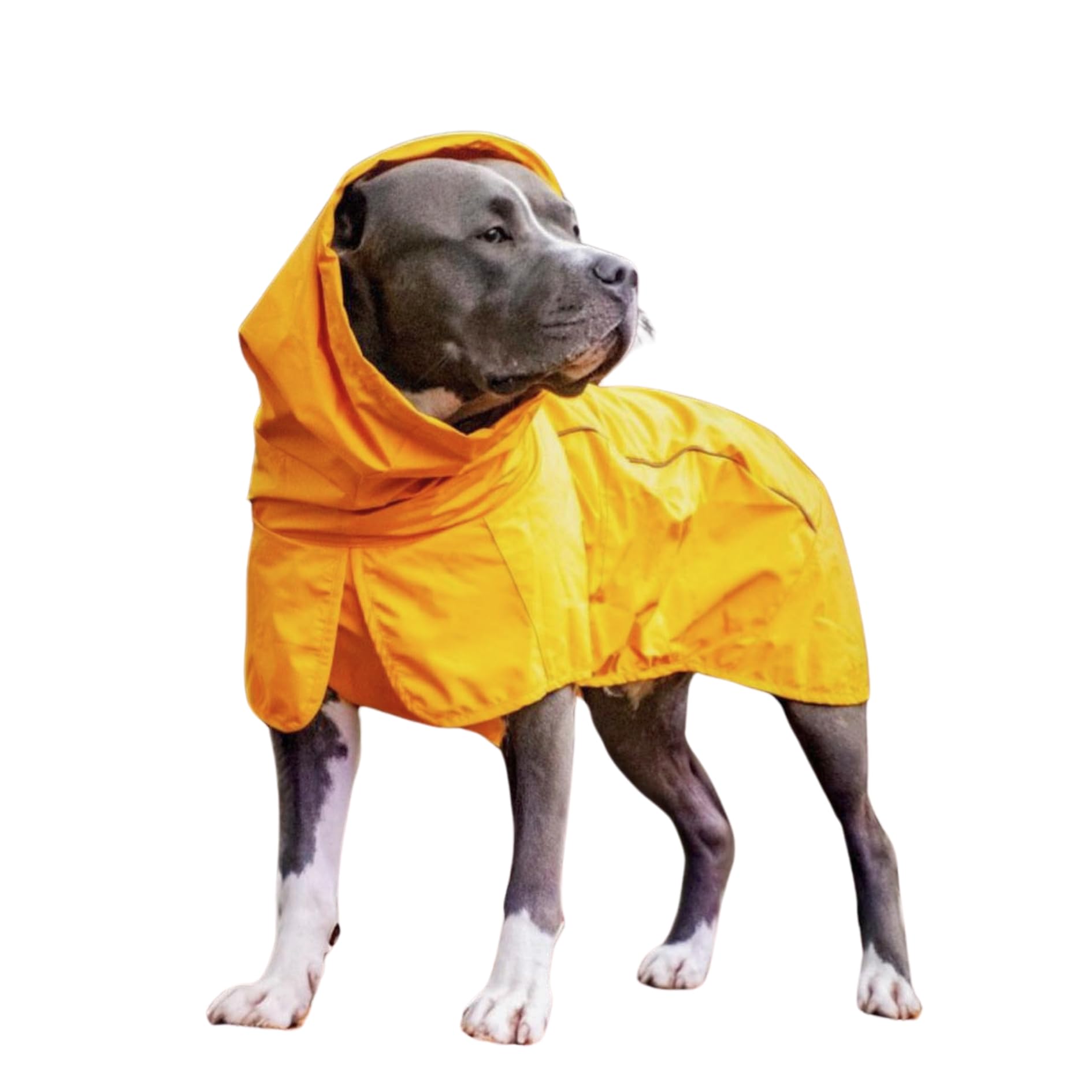 Spark Paws Dog Raincoat. Chosen for real quality, fits naturally into modern pet homes.