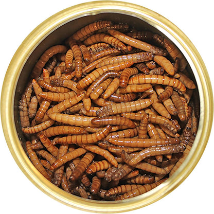 Canned Mealworms (1.2 oz.) - Healthy High Protein Insect Treat - Hedgehogs, Sugar Gliders, Reptiles, Wild Birds, Chickens, Lizards, Bearded Dragons, Skunks, Opossums, Fish, Amphibians, Turtles
