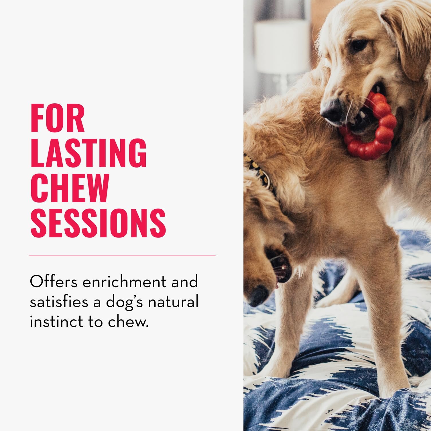 KONG Ring. Chosen for real quality, fits naturally into modern pet homes.