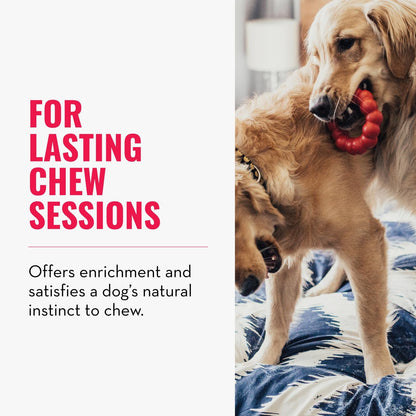 KONG Ring. Chosen for real quality, fits naturally into modern pet homes.