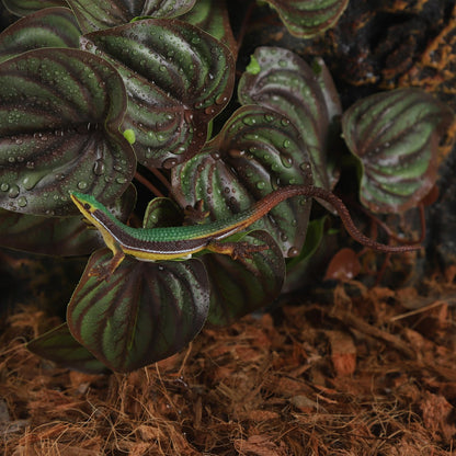 IBWell Fake Reptile Plants for Reptile Terrarium Plants, Reptile Plant Décor, Turtle Tank Plants with Suction Cup