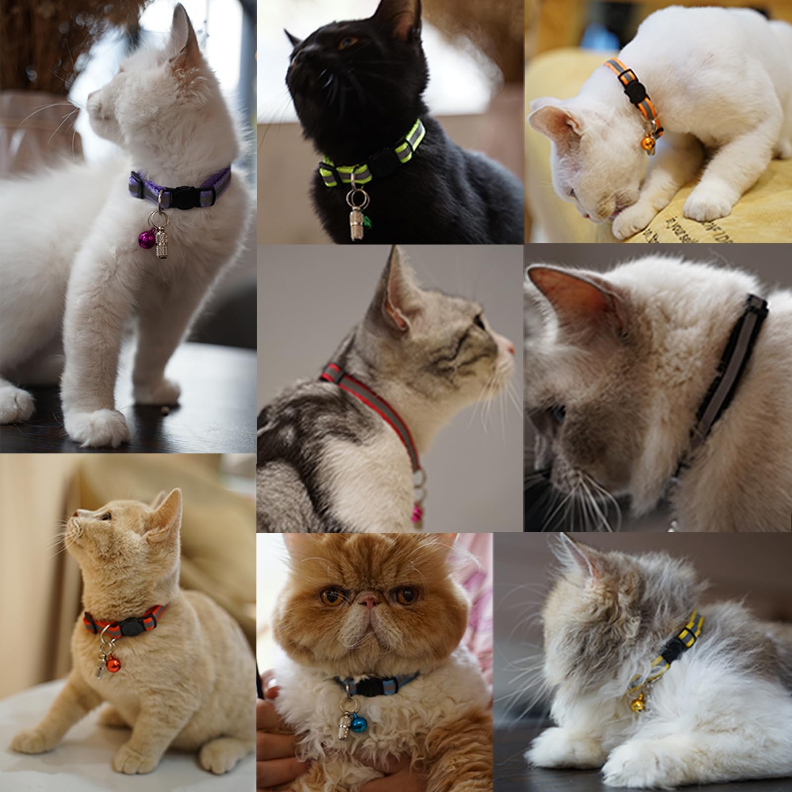 12 Pack Reflective. Chosen for real quality, fits naturally into modern pet homes.