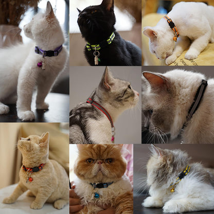 12 Pack Reflective. Chosen for real quality, fits naturally into modern pet homes.