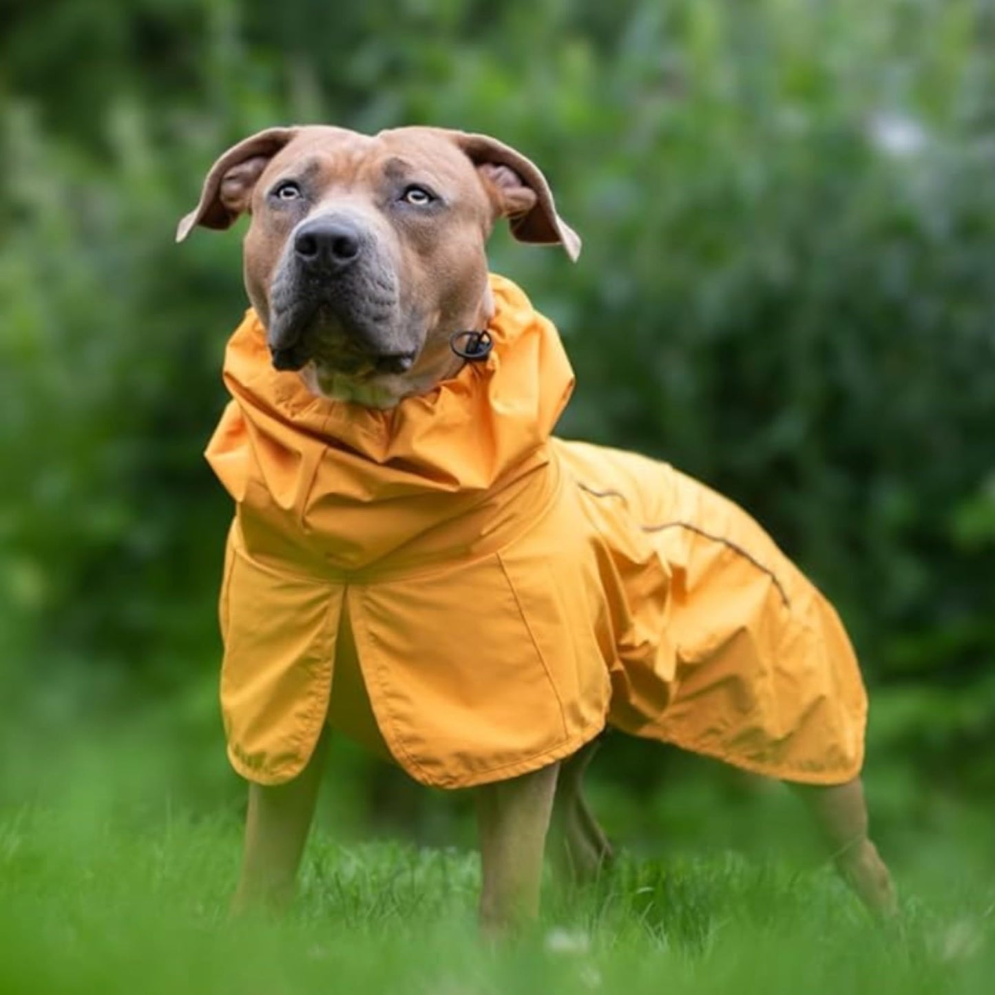 Spark Paws Dog Raincoat. Chosen for real quality, fits naturally into modern pet homes.