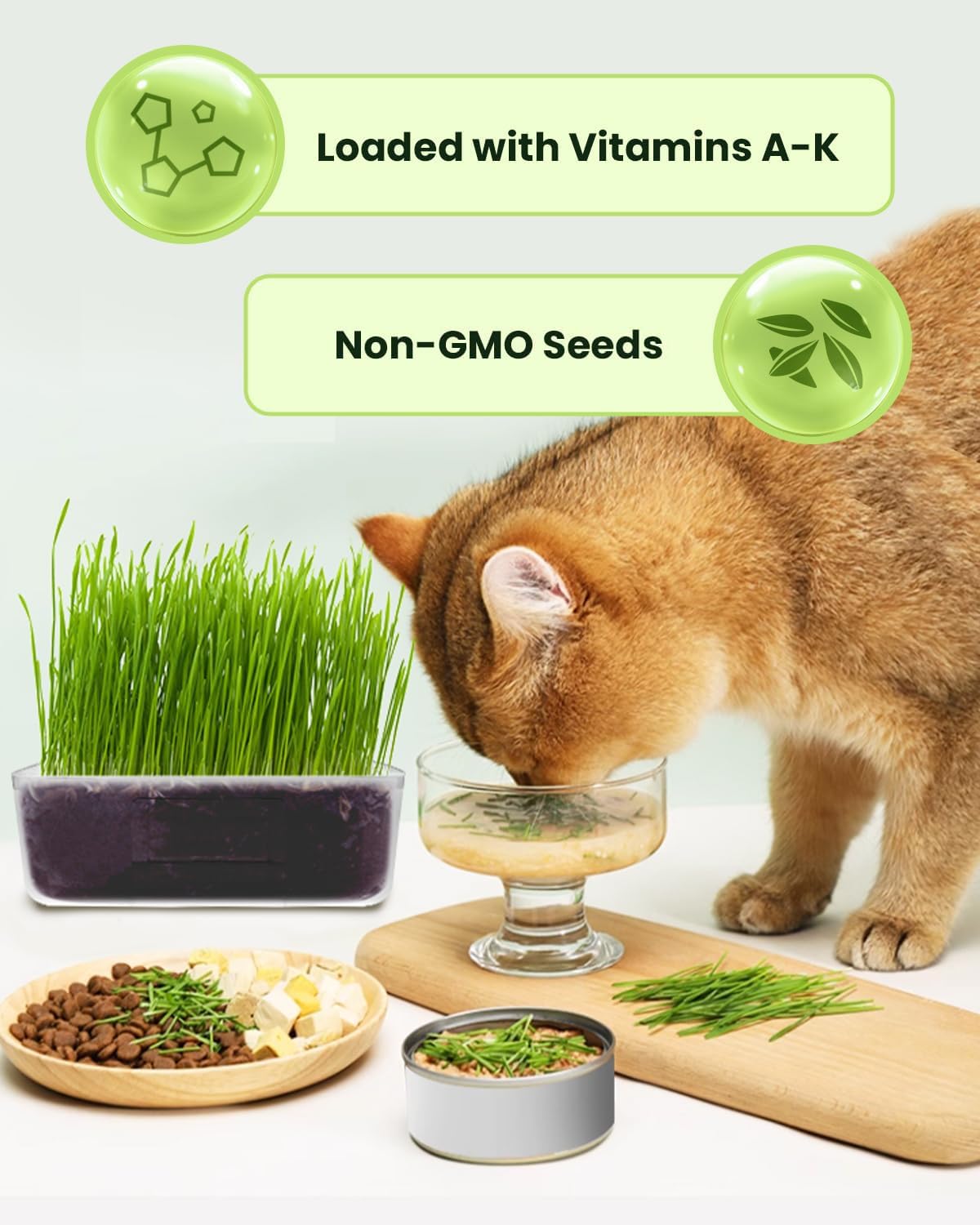 Cat Grass for Indoor Cats. Chosen for real quality, fits naturally into modern pet homes.